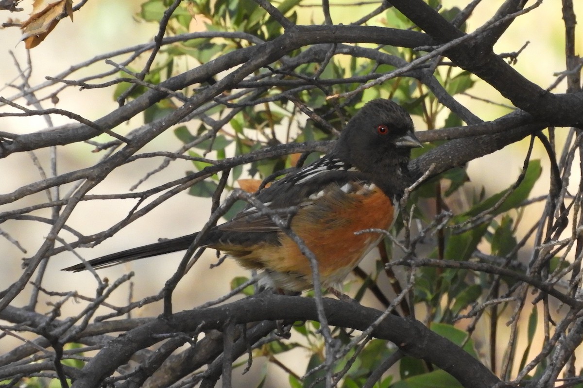 Spotted Towhee - ML93709141