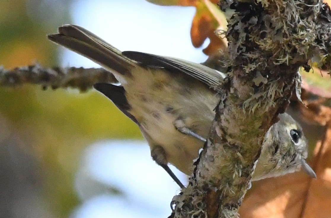 Vireo de Hutton - ML93709751