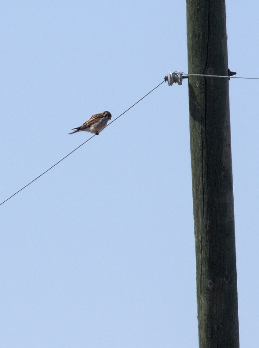 American Kestrel - Sandra Cote