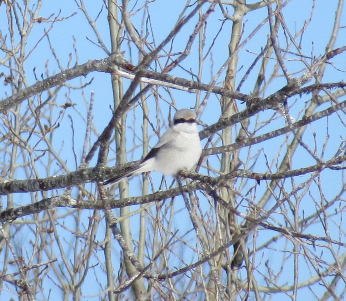 Northern Shrike - Gael Hurley