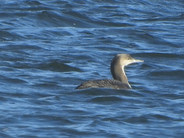 Pacific Loon - ML93713281