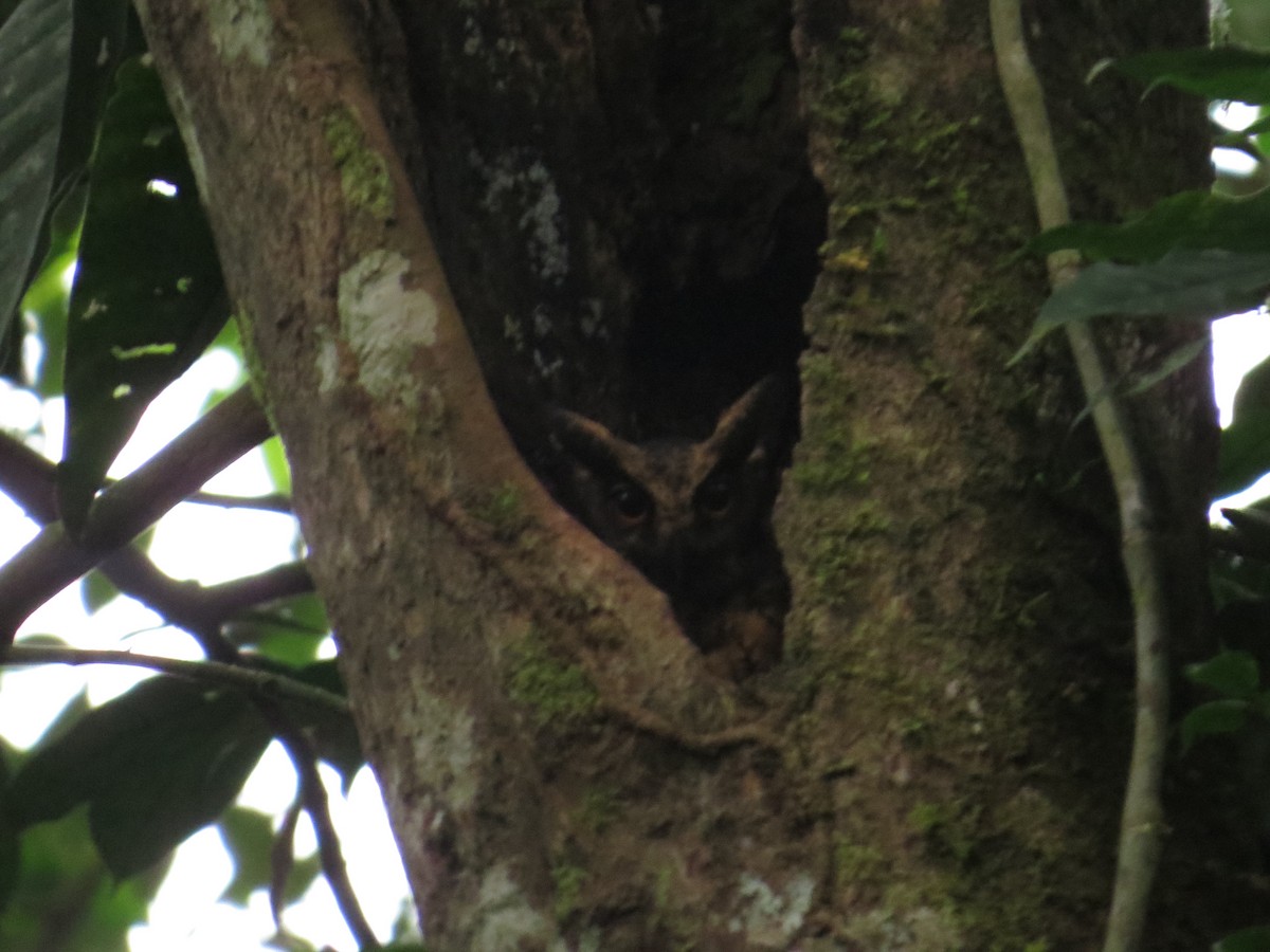 Tawny-bellied Screech-Owl - ML93717081