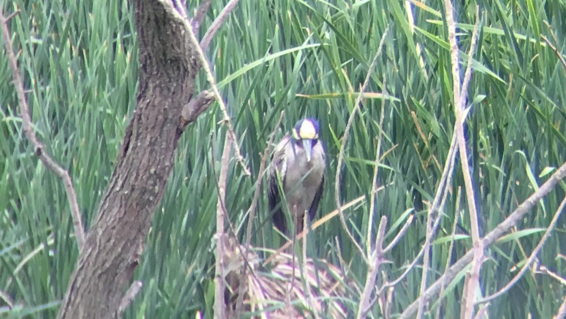 Yellow-crowned Night Heron - ML93718181