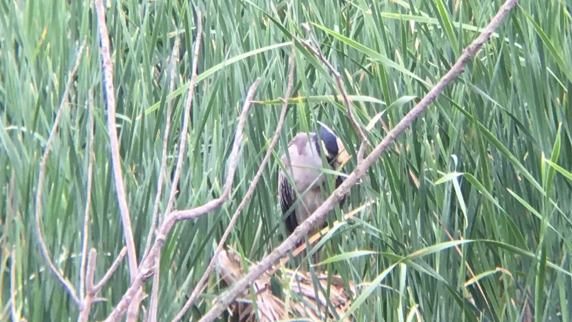 Yellow-crowned Night Heron - ML93718191