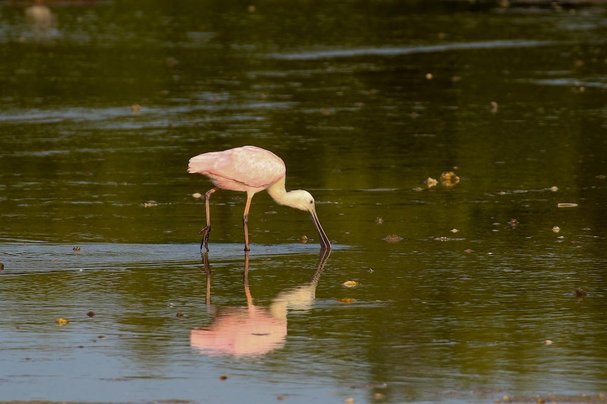 Roseate Spoonbill - ML93718511