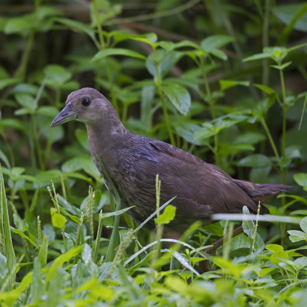 Pale-vented Bush-hen - ML93720011