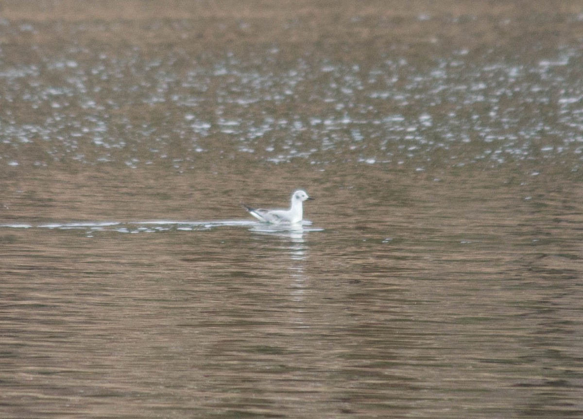 Bonaparte's Gull - ML93721271