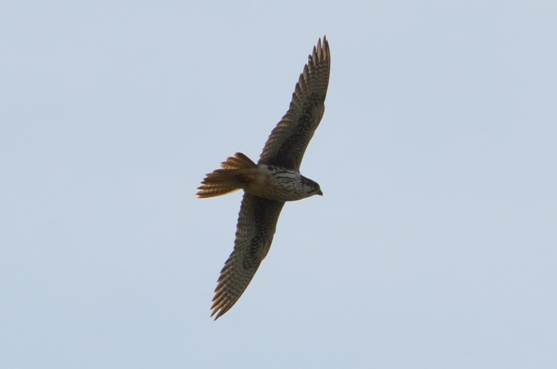 Prairie Falcon - ML93721591