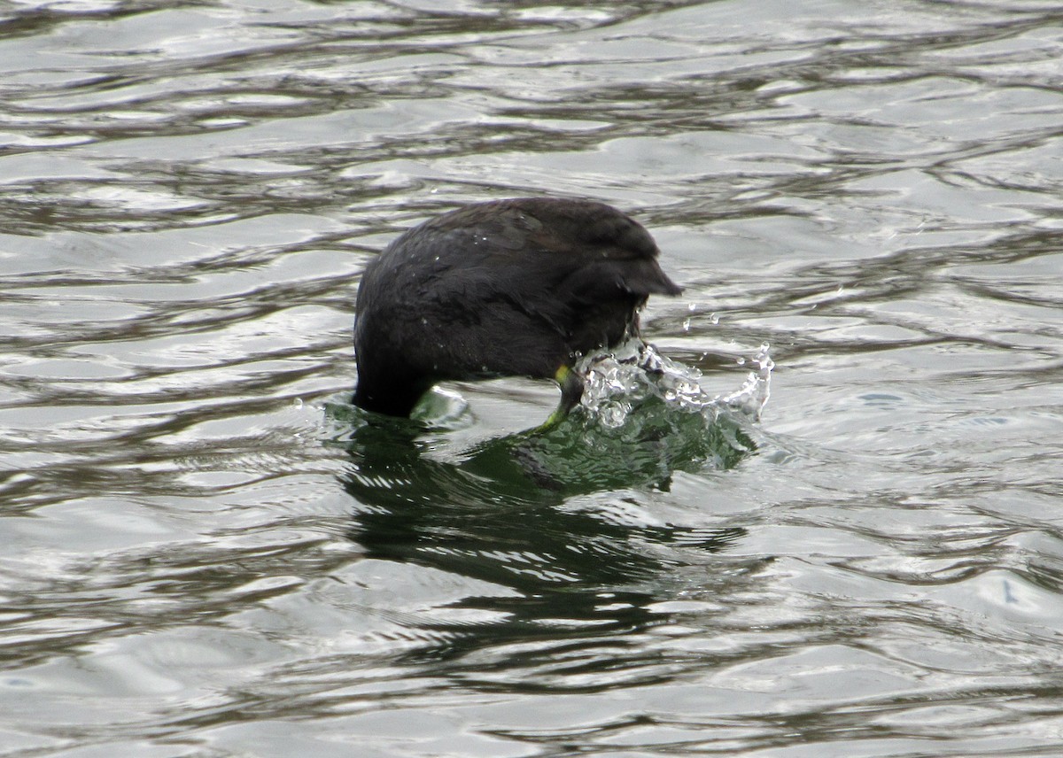 American Coot - ML93721911