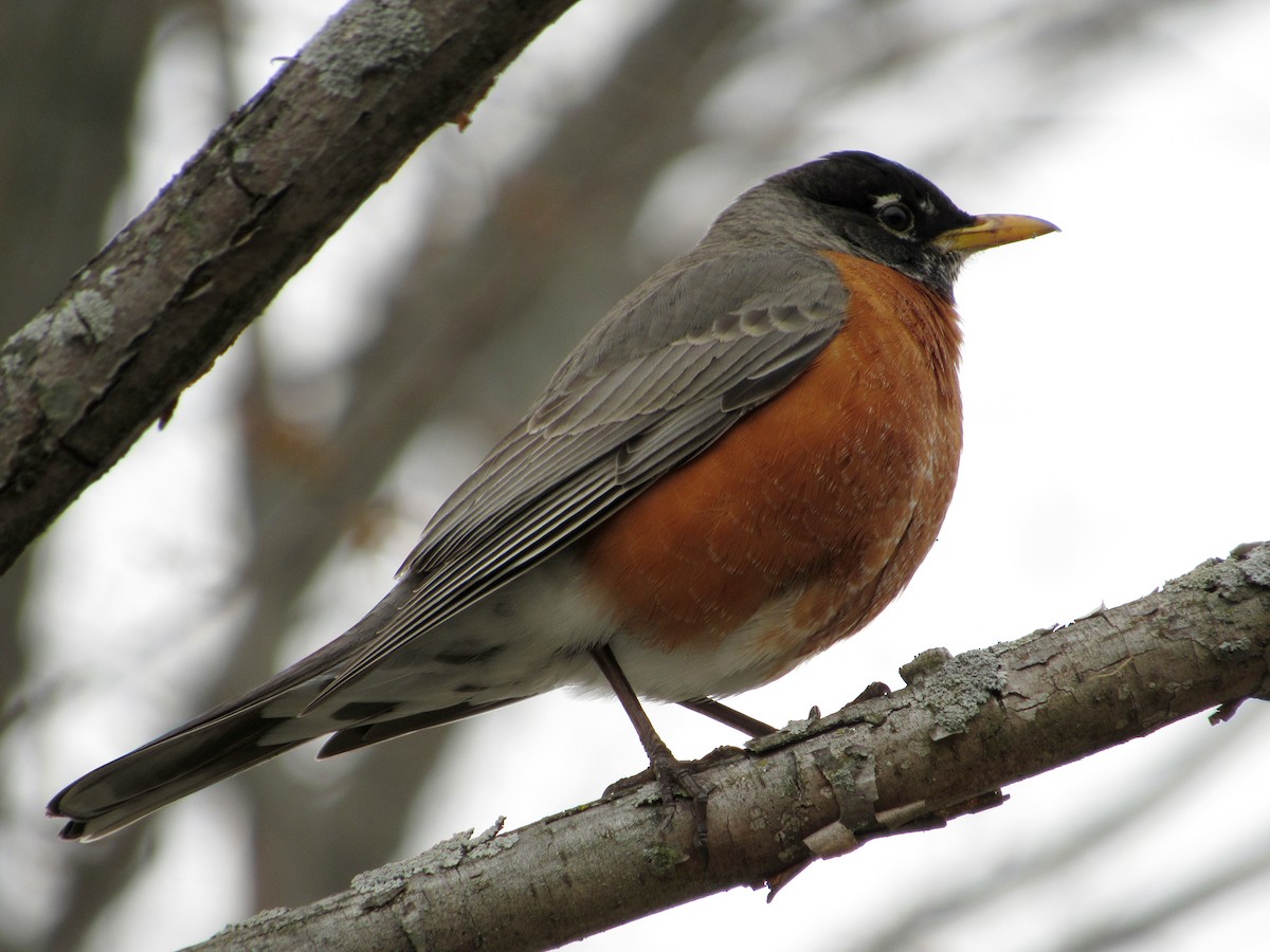 American Robin - ML93722361