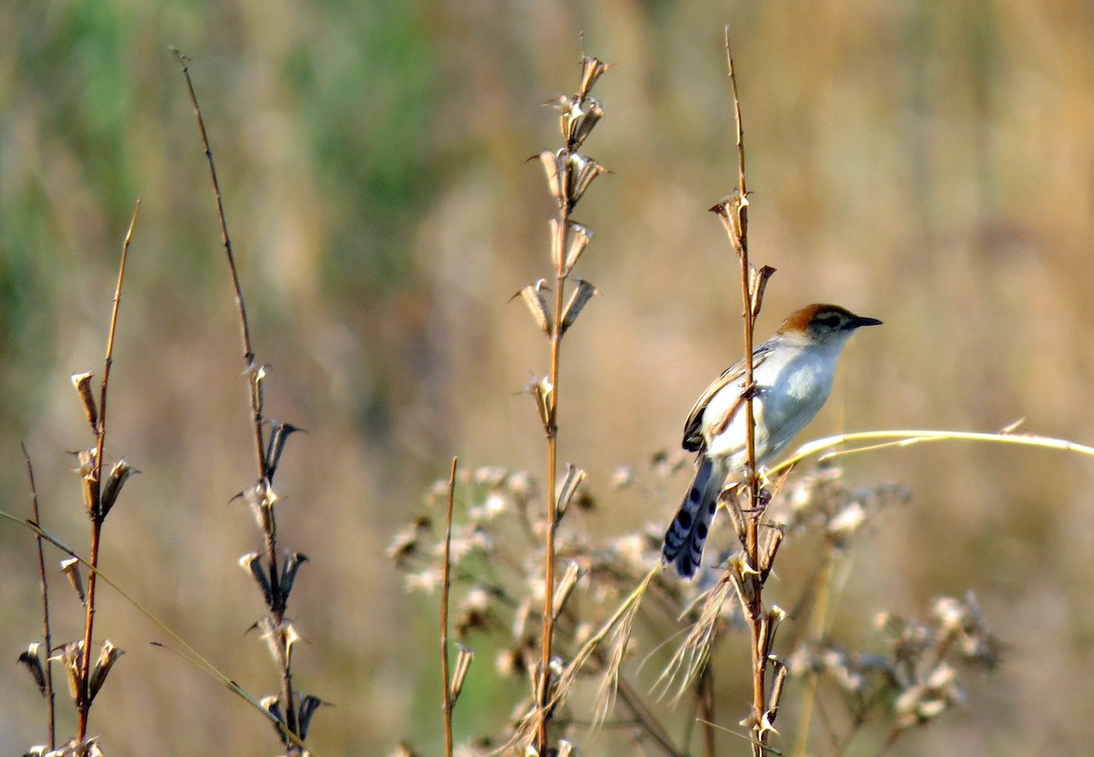 Levaillant's Cisticola - ML93723651