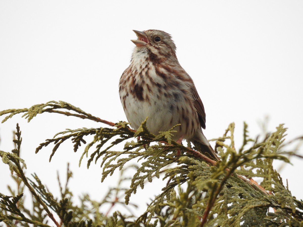 Song Sparrow - ML93727811