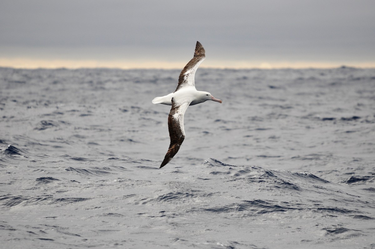 Southern Royal Albatross - Heidi Krajewsky