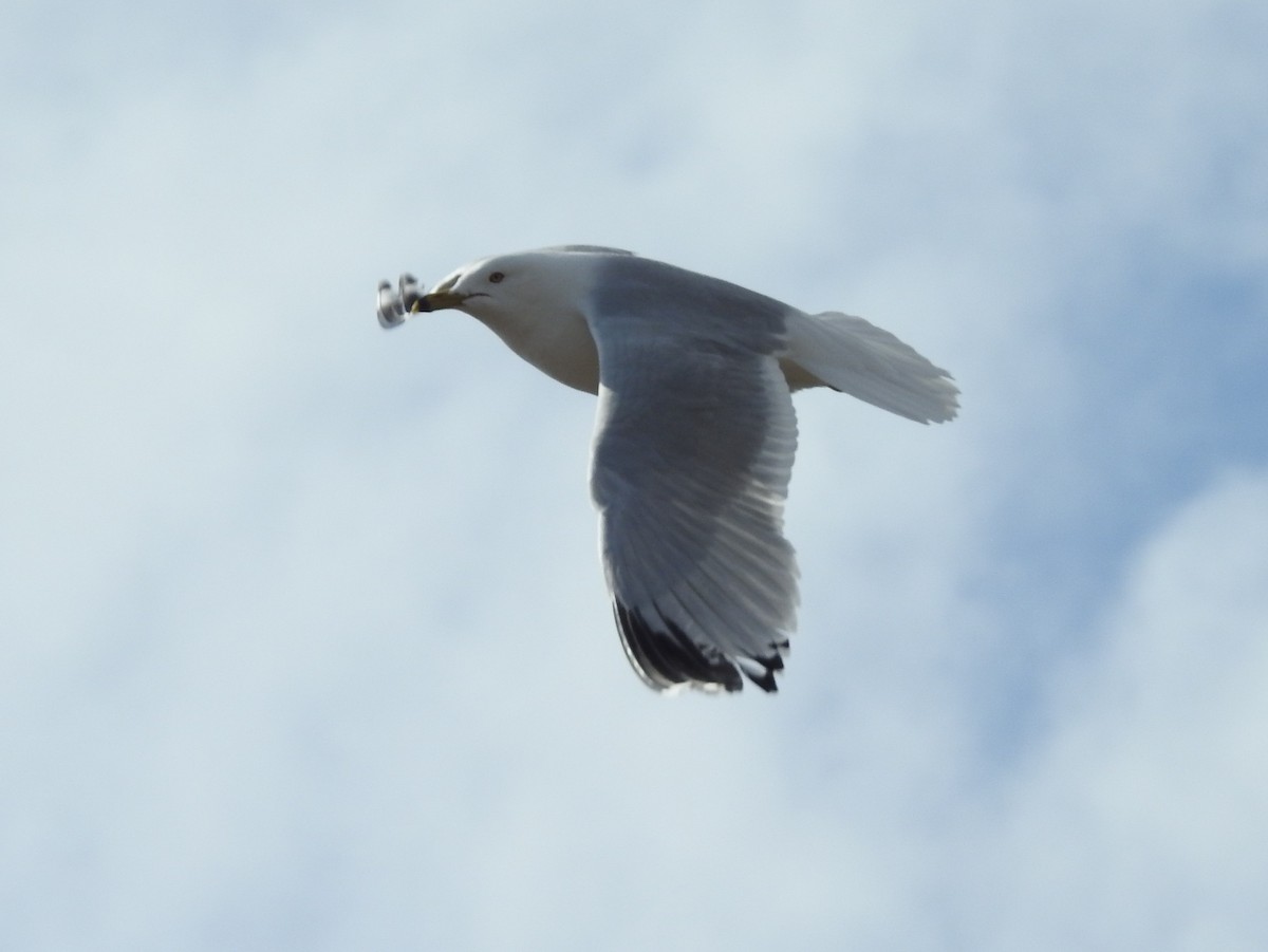 Ring-billed Gull - Shane Sater