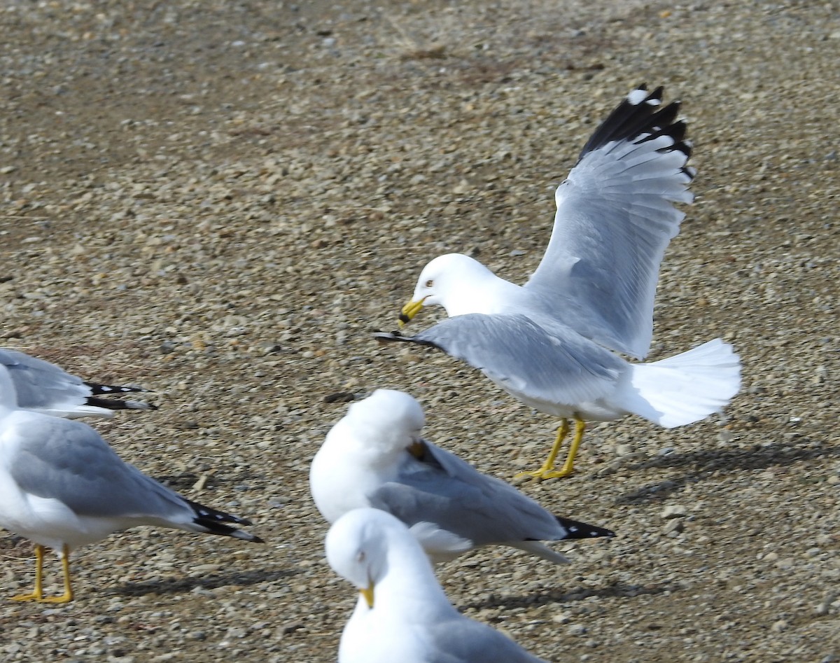 Ring-billed Gull - ML93730711