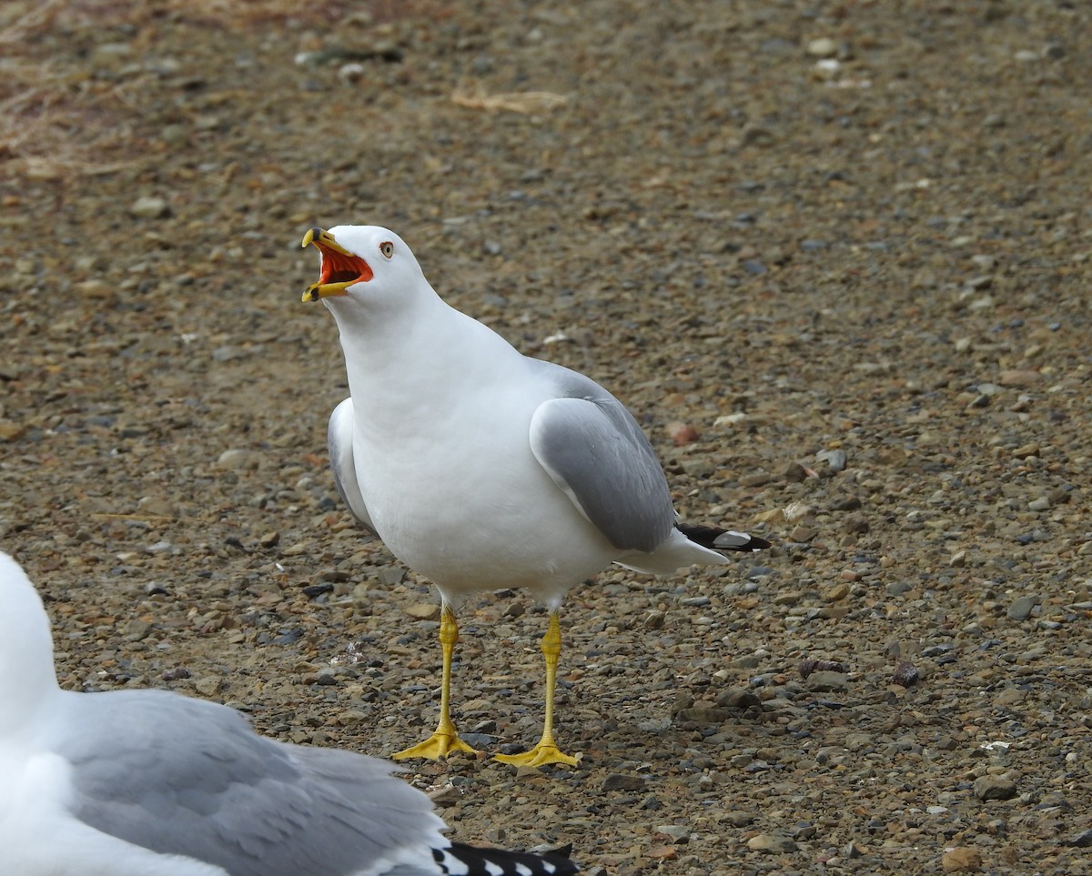 Ring-billed Gull - ML93731011