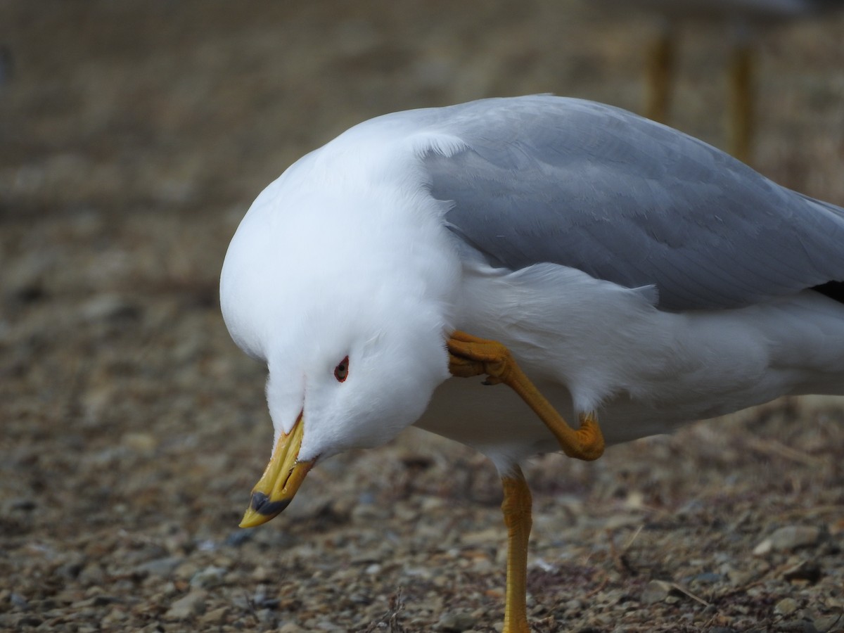 Ring-billed Gull - Shane Sater