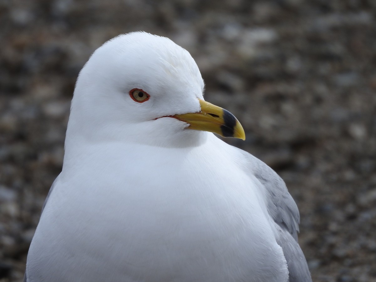 Ring-billed Gull - Shane Sater