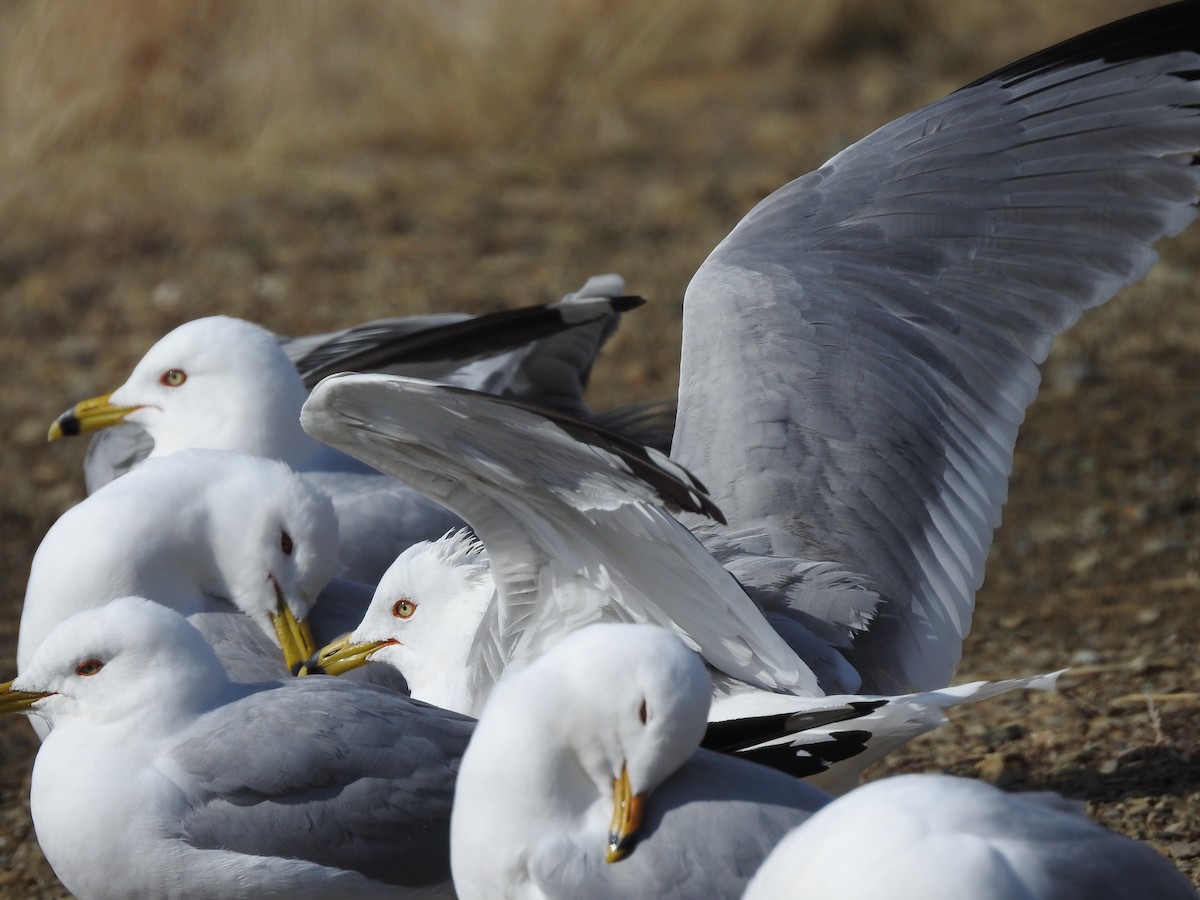 Ring-billed Gull - ML93731411