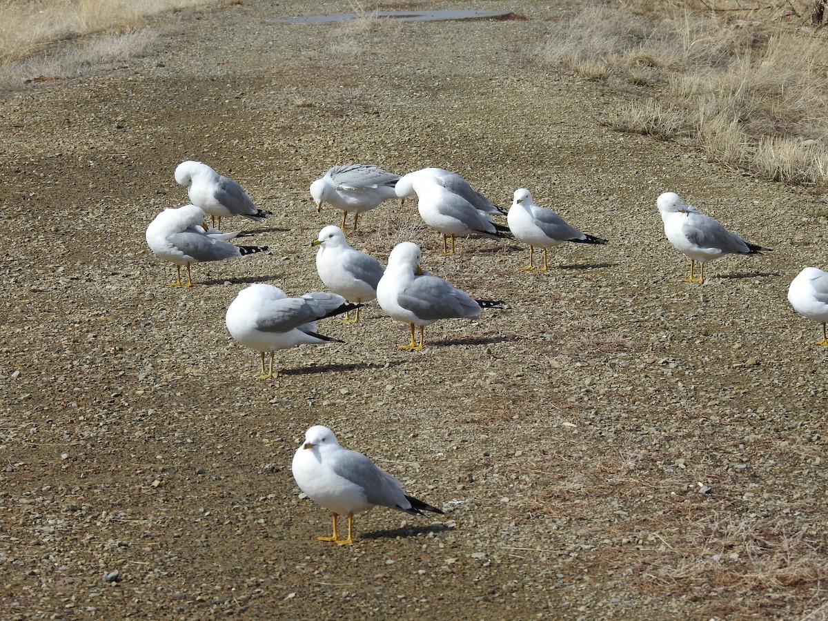 Ring-billed Gull - Shane Sater