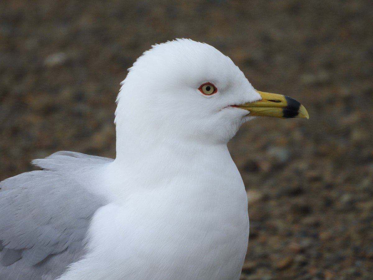 Ring-billed Gull - ML93732231