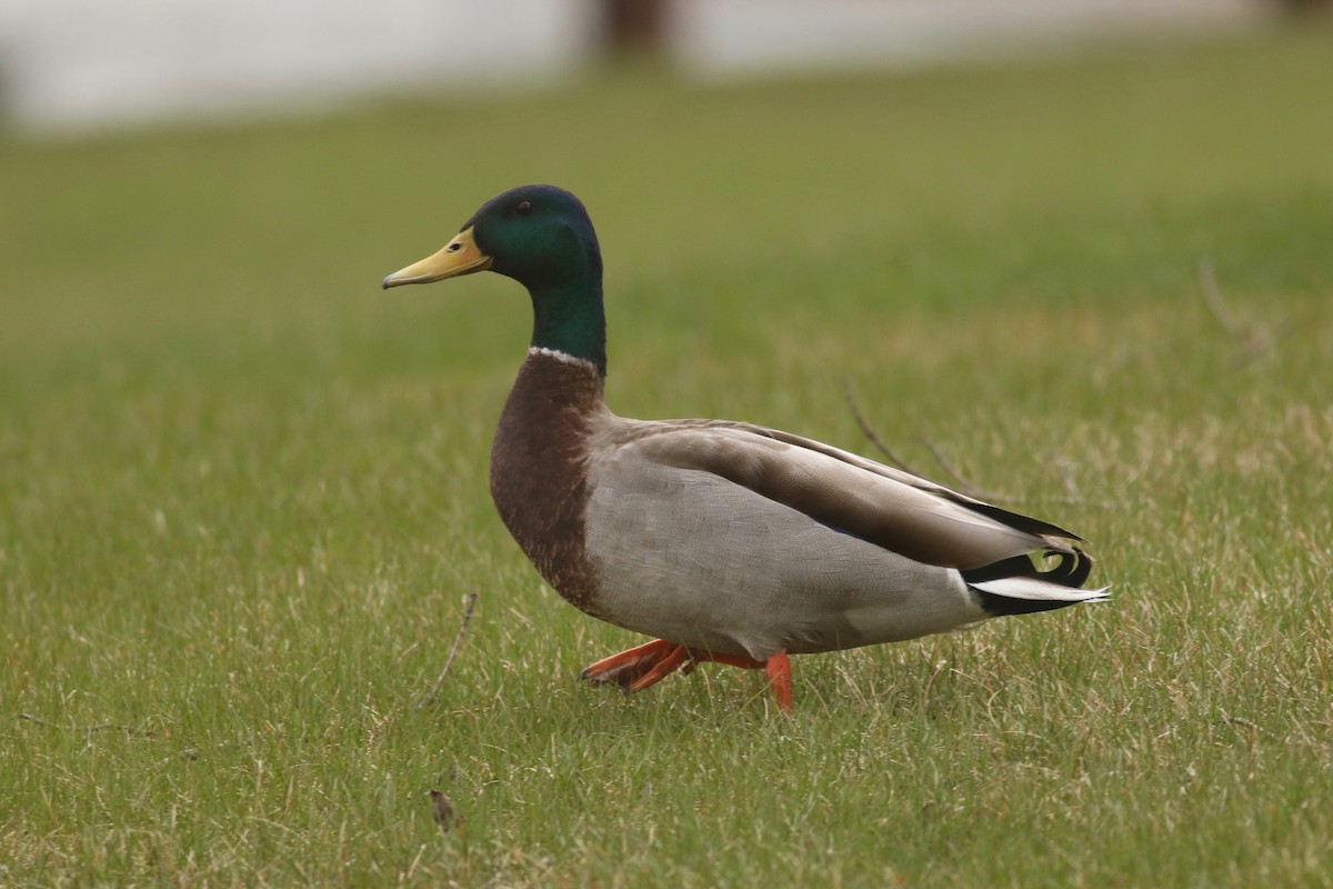 Mallard - ML93733631