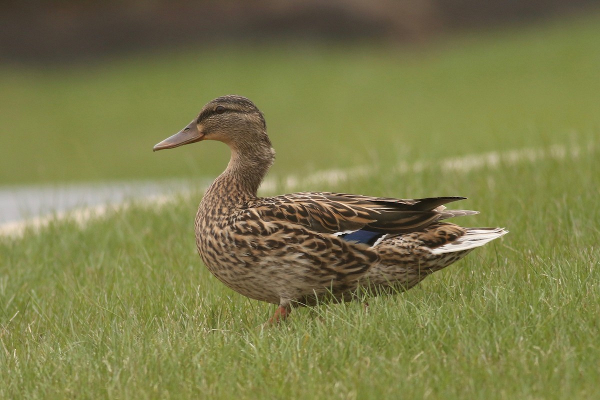 Mallard - ML93733671