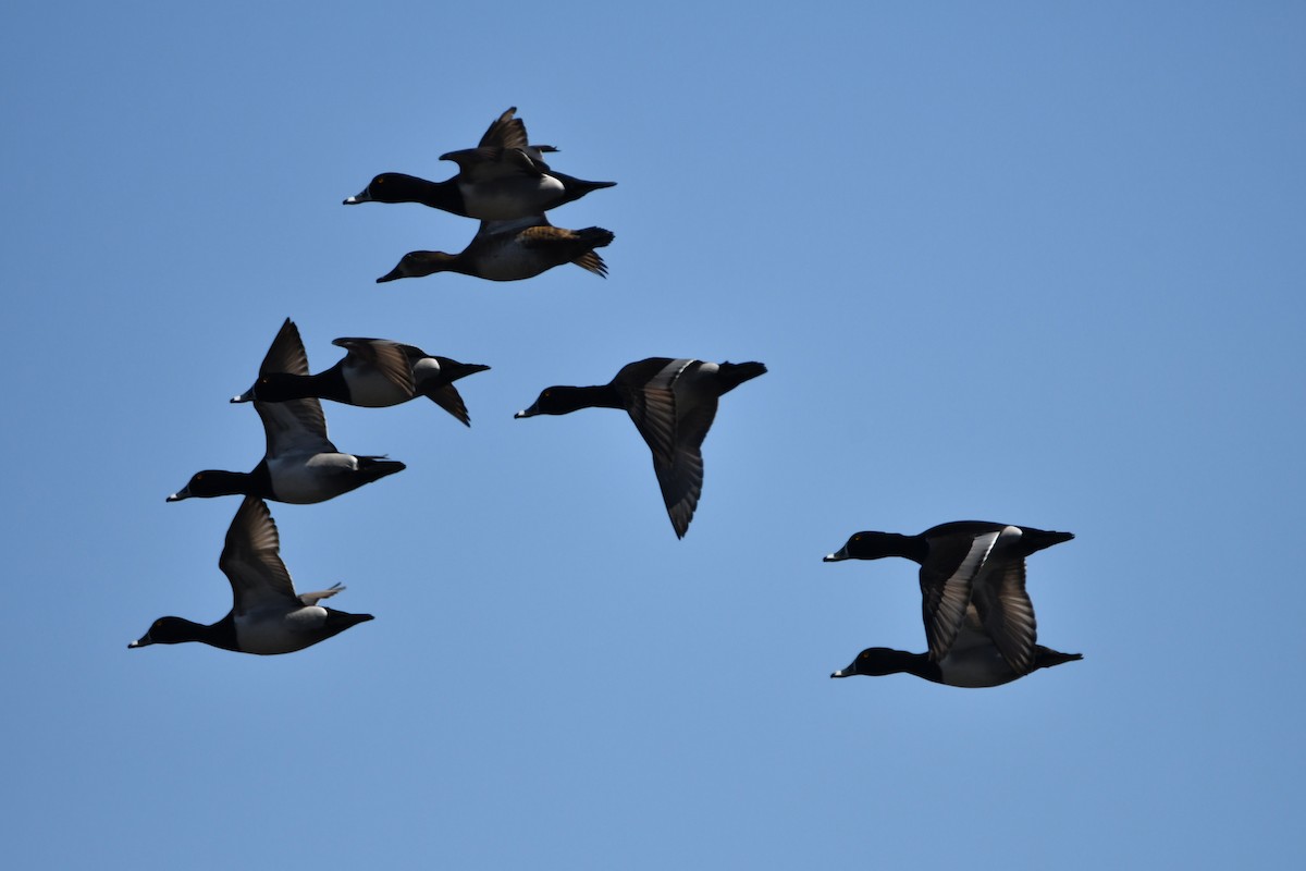 Ring-necked Duck - Michael  Aronson