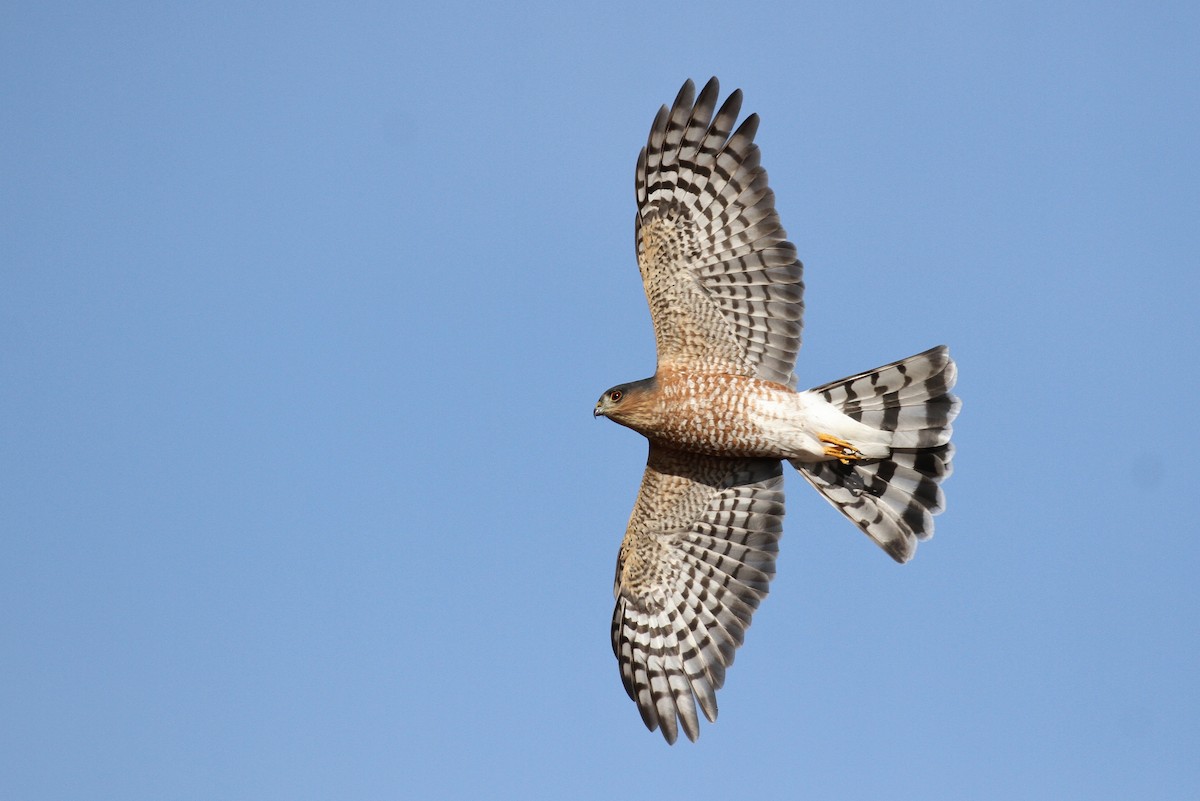 Sharp-shinned Hawk - ML93734141