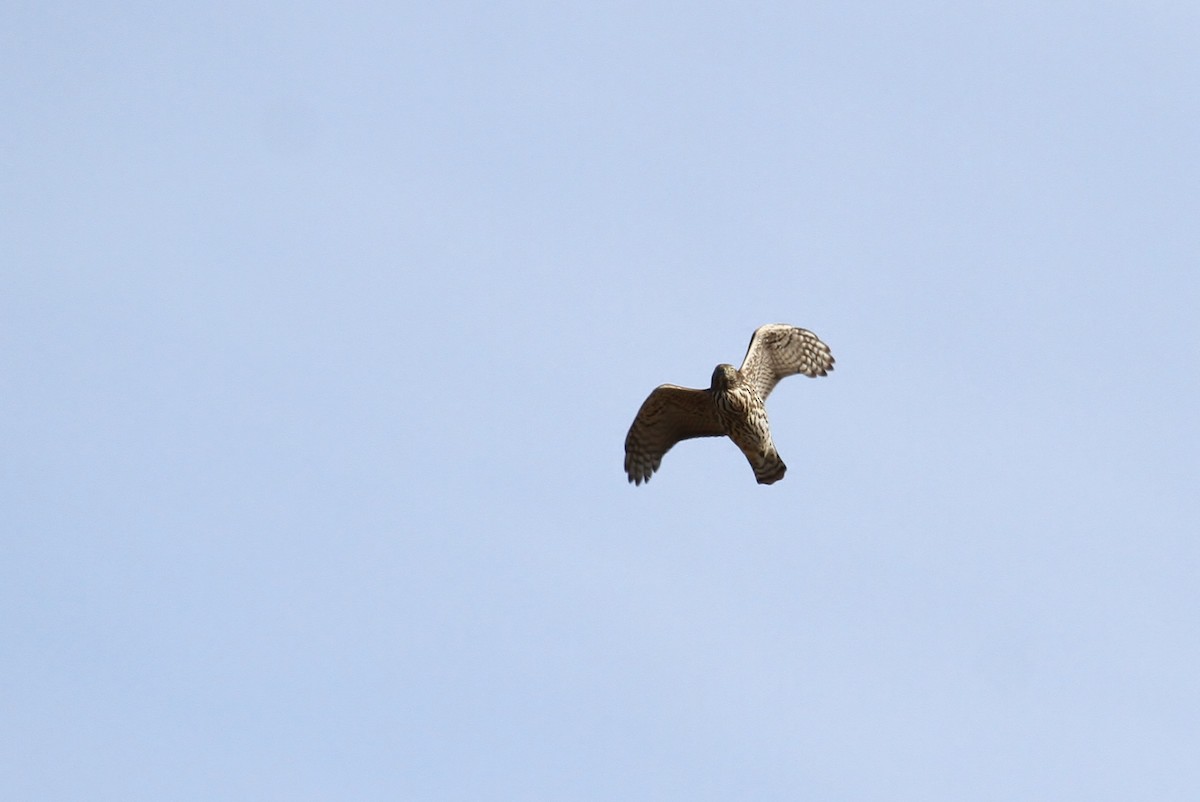 American Goshawk - Alex Lamoreaux