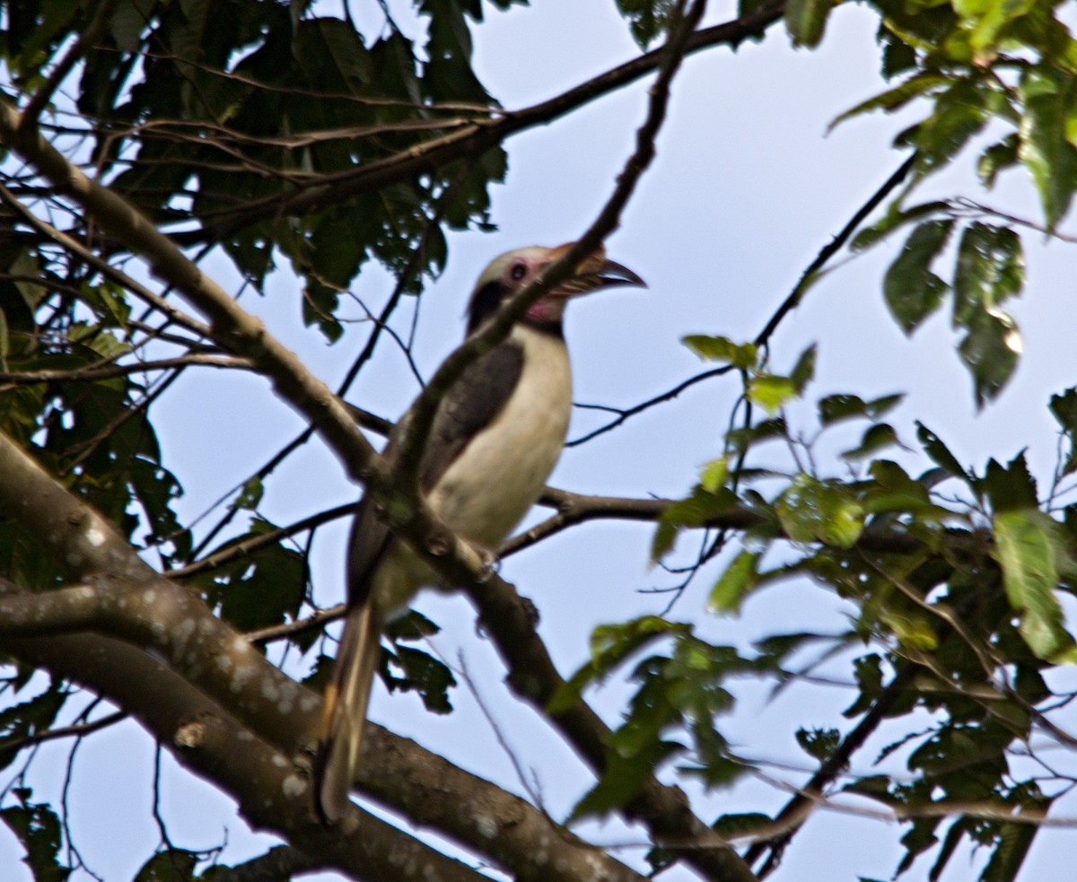 Luzonhornvogel - ML93734641