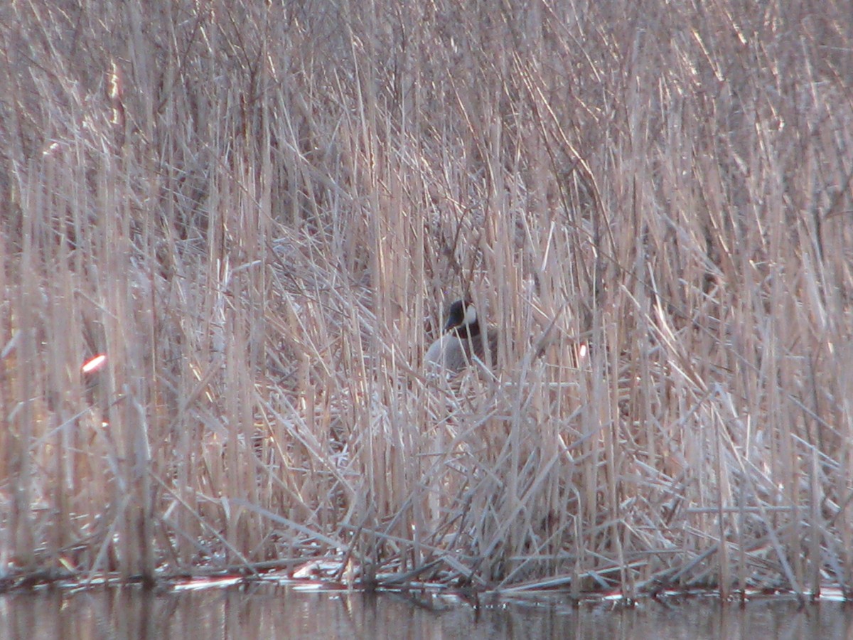 Canada Goose - ML93734791