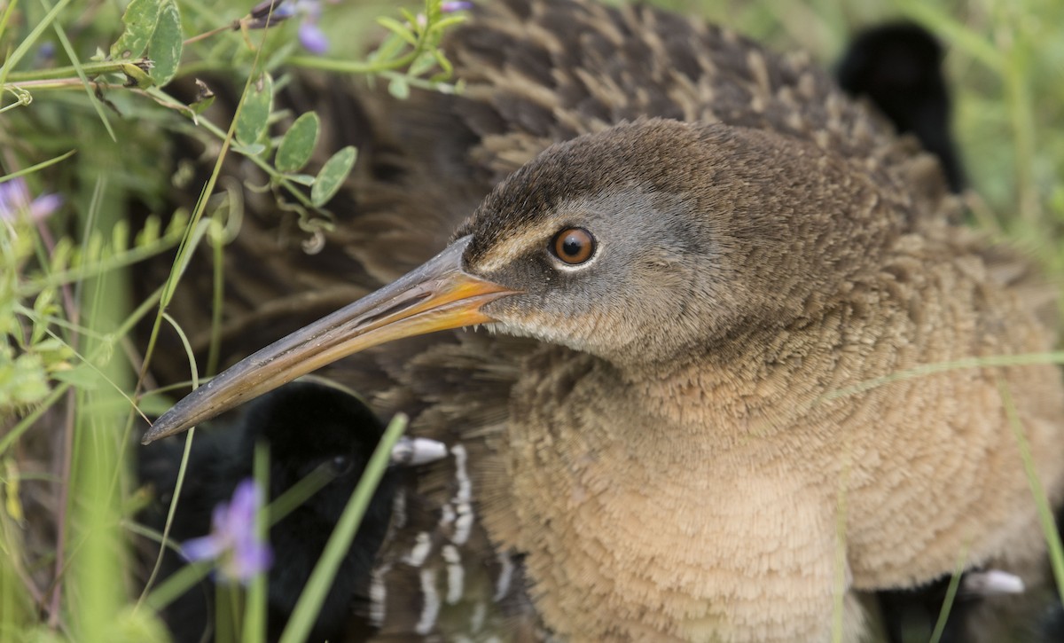 Clapper Rail - Marky Mutchler