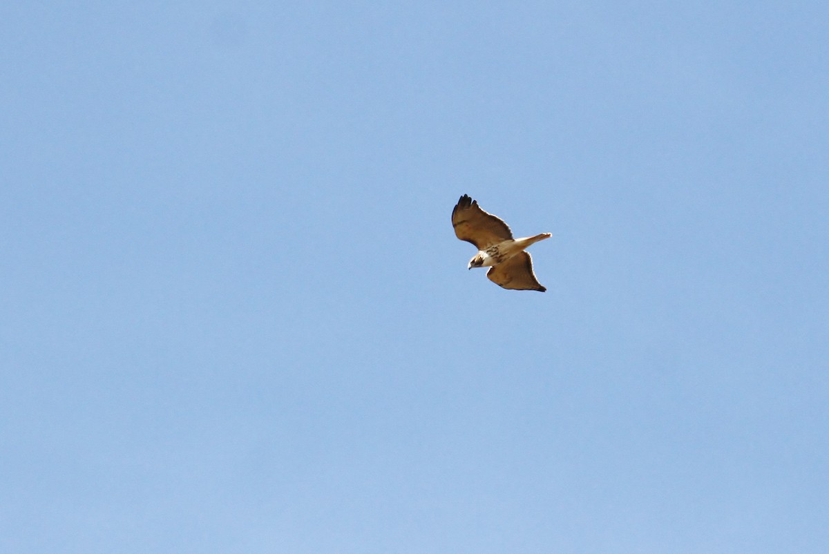 Red-tailed Hawk - Alex Lamoreaux