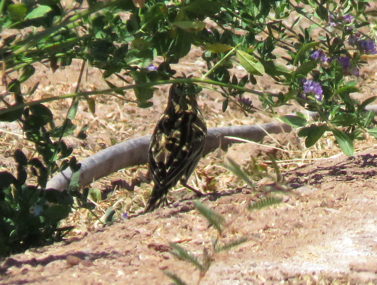 Correndera Pipit - Marcelo Olivares Herrera