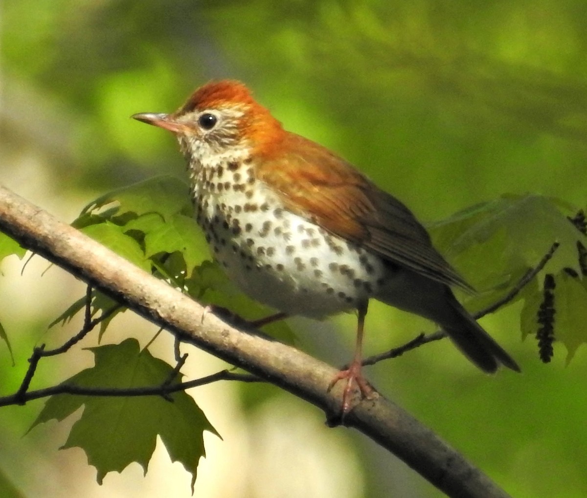 Wood Thrush - ML93737661