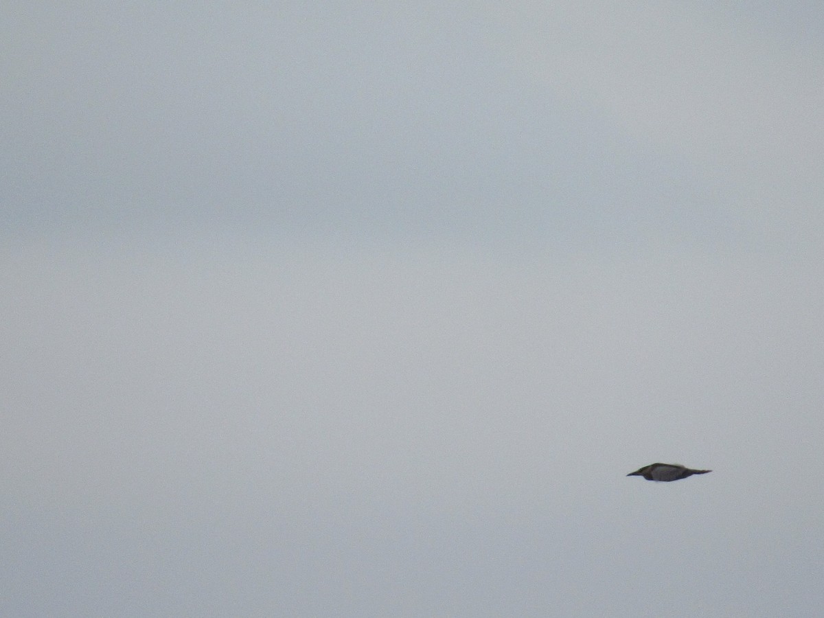 Amiltxori arrunta - ML93738011