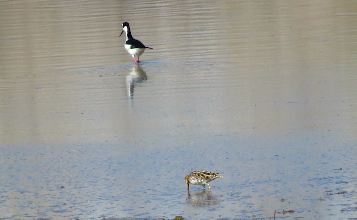 Wilson's Snipe - ML93744391