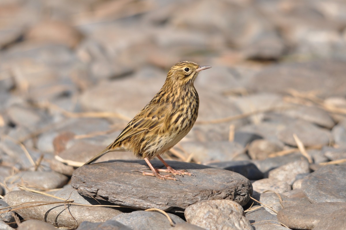 South Georgia Pipit - ML93744511