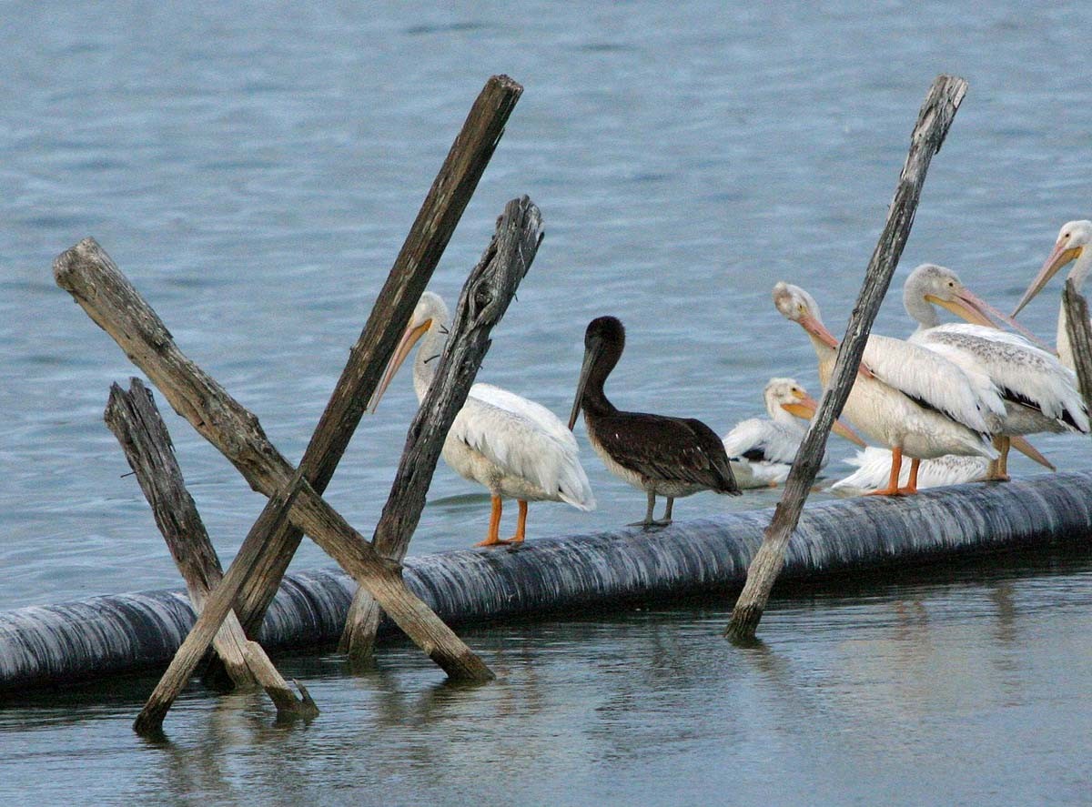 Brown Pelican - ML93745431