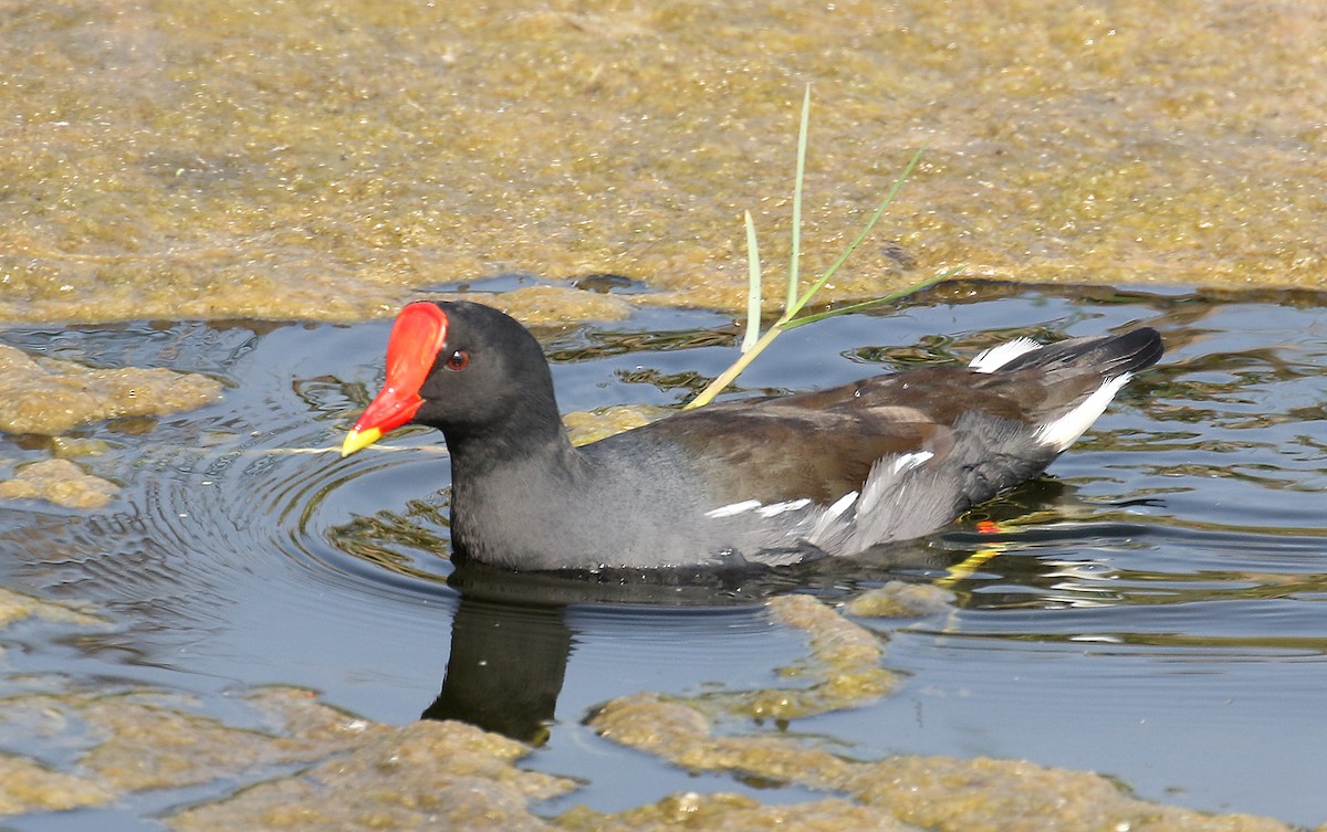 Eurasian Moorhen - ML93745451