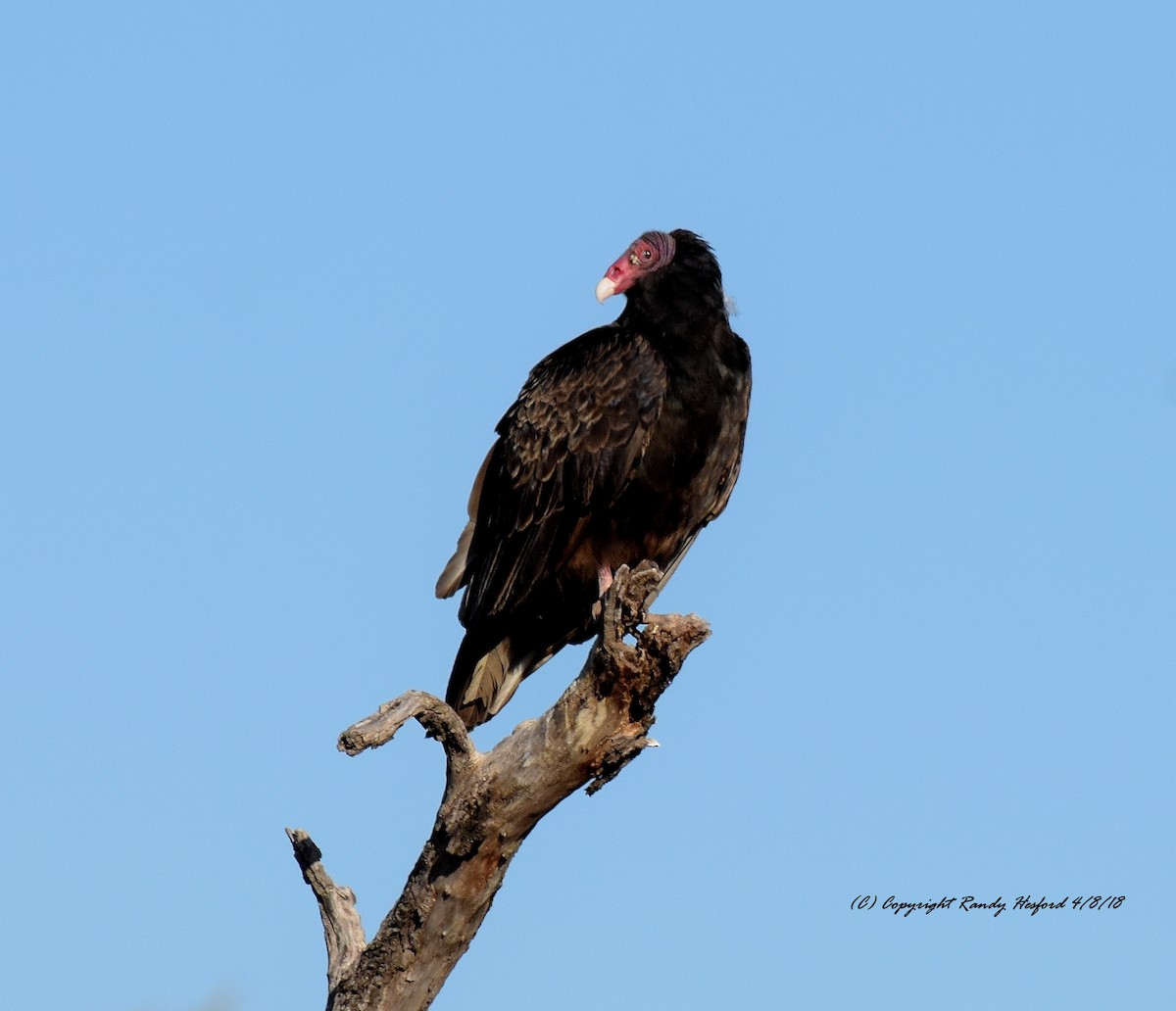 Turkey Vulture - Randy Hesford