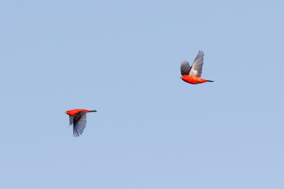 Scarlet Tanager - Steve Kolbe