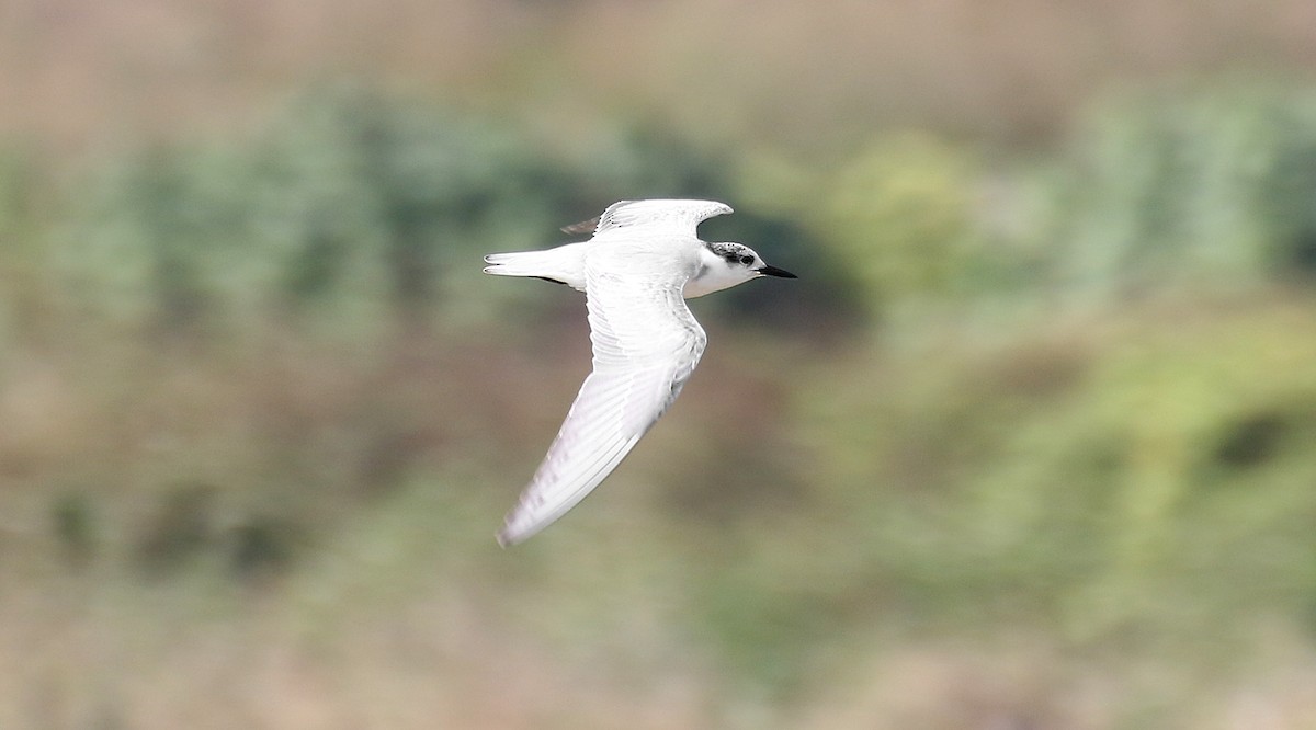 Whiskered Tern - ML93749781