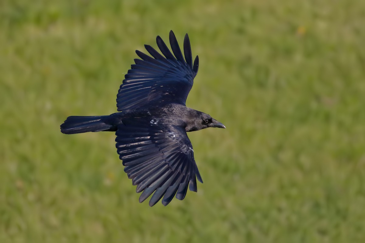 American Crow - Steve Kolbe