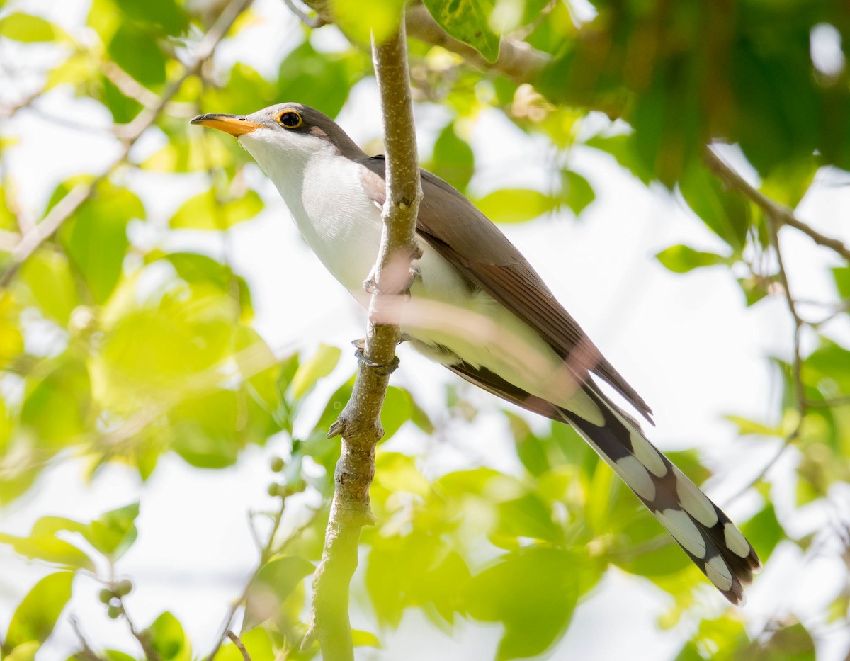 Yellow-billed Cuckoo - ML93751471