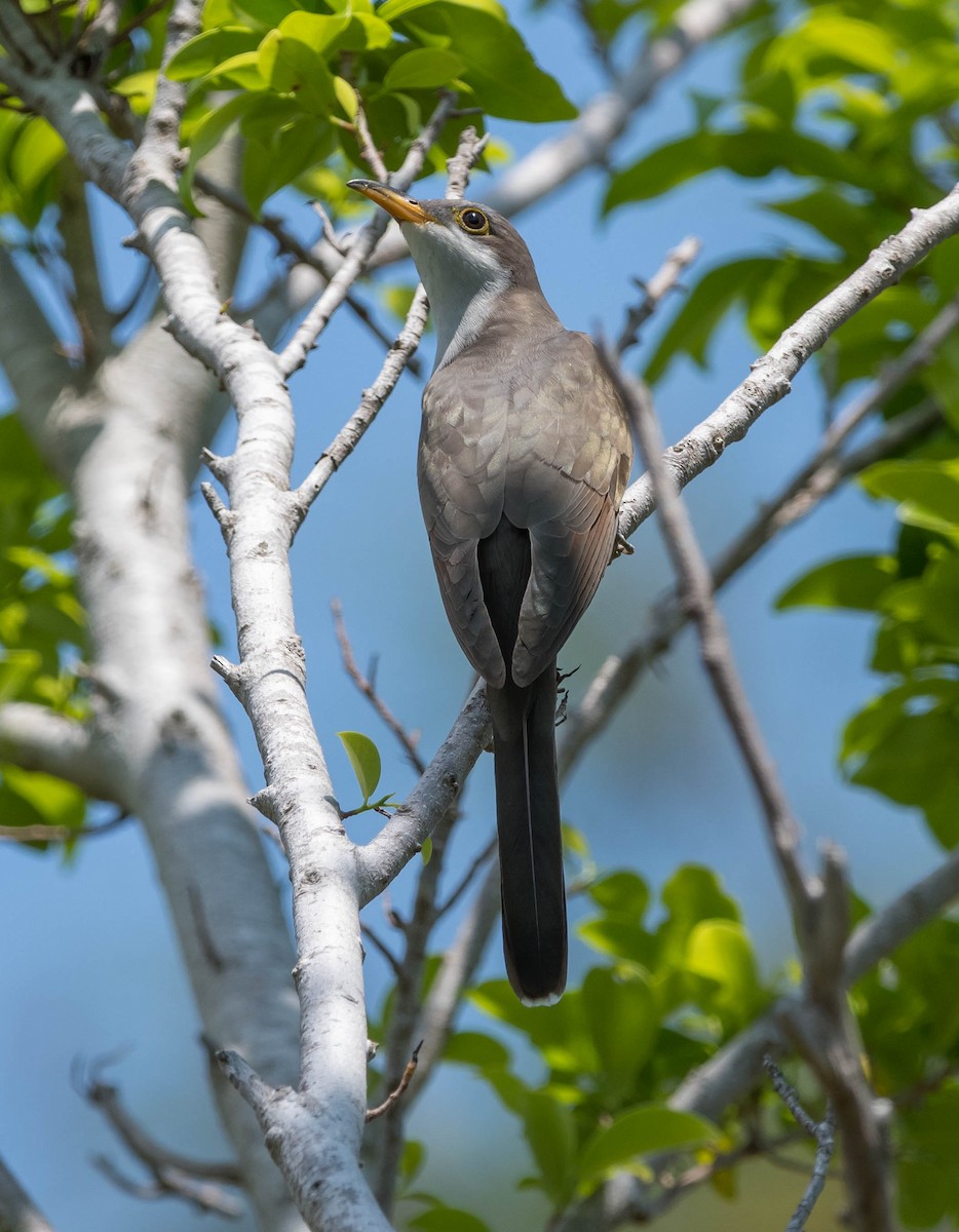 Yellow-billed Cuckoo - ML93751481