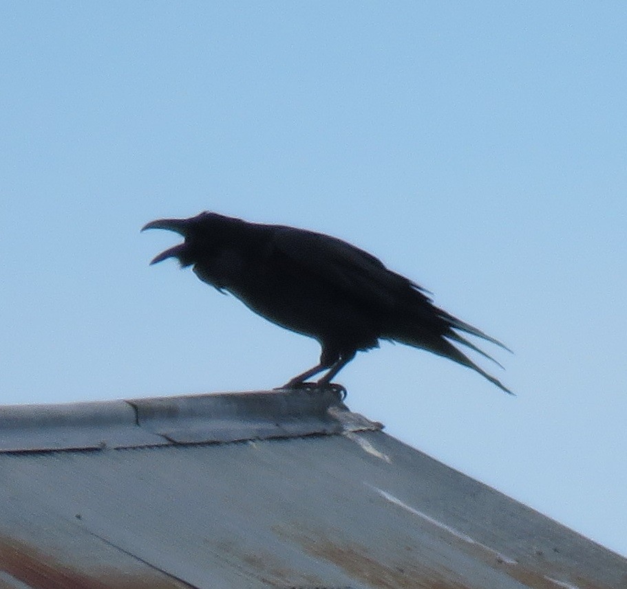 Common Raven - ML93753491