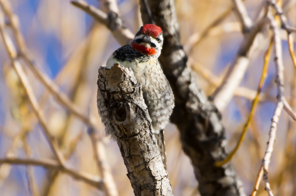 Red-naped Sapsucker - shawn mason