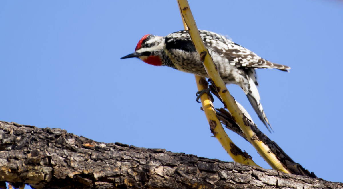 Red-naped Sapsucker - ML93754401